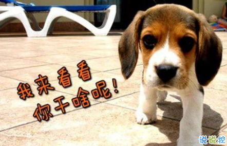 生活中那些搞笑的說說大全：好看的皮囊嫌你丑，有趣的靈魂厭你俗2