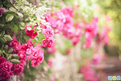 2019春分朋友圈心情說說大全 春分節(jié)氣微信簡(jiǎn)短說說2