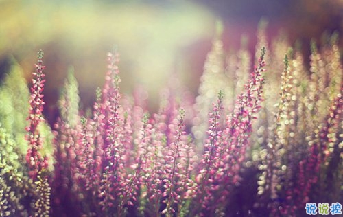 2019清明節(jié)祝福語說說大全 清明節(jié)祝福語簡(jiǎn)短優(yōu)美1