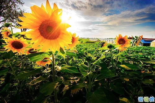 適合公布戀情的唯美說說 朋友圈秀恩愛的說說大全1