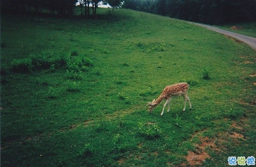 喜歡獨(dú)來(lái)獨(dú)往的人是怎樣的心理狀態(tài) 享受一個(gè)人的心情說(shuō)說(shuō)很特別2