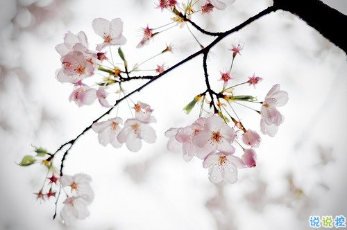 2019清明節(jié)祝福語說說大全 清明節(jié)祝福語簡(jiǎn)短優(yōu)美2