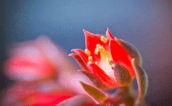 2019豬年初五迎財神心情短語 2019最新初五迎財神短信祝福語