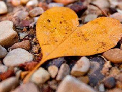 2019年第一天微信早安說(shuō)說(shuō) 豬年早安說(shuō)說(shuō)大全