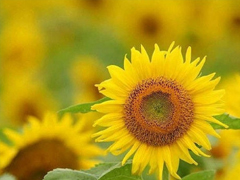 2019高考鼓勵自己的一段話 高考加油經典說說致所有考生