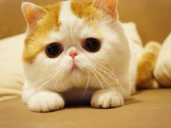 搞笑的說說：本想一口一口吃掉憂愁，沒曾想?yún)s一口一口吃成肉球