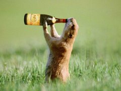 搞笑QQ說(shuō)說(shuō)大全：別再敬往事一杯酒了，往事都特么喝吐了