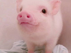 2018簡(jiǎn)單的一句話卻很搞笑的說(shuō)說(shuō) 有福同享有肉你長(zhǎng)