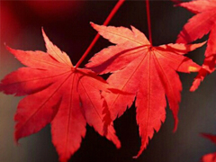 抖音最吸引人的經(jīng)典說說 發(fā)朋友圈別人點(diǎn)贊必評(píng)的個(gè)性說說