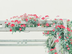 提起愛情就想哭的傷感說說 關(guān)于感情的傷感愛情說說