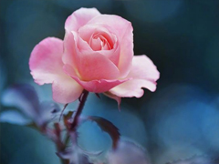 愛情說說發(fā)自肺腑的真實感受 觸動心弦的簡單愛情說說