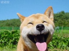 微信朋友圈萬能神評(píng)論，微信朋友圈惡搞評(píng)論