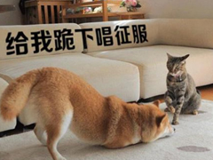 生活中那些搞笑的說說大全：好看的皮囊嫌你丑，有趣的靈魂厭你俗