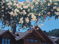 很喜歡對(duì)方的粉色少女心甜蜜溫暖的愛情說說大全