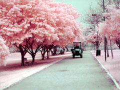 最新女生唯美說說帶圖片大全 有詩意很文藝的一些唯美句子