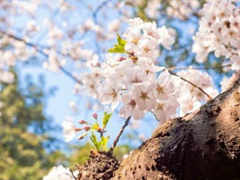 2019春分朋友圈早安祝福語帶圖片 春分唯美說說簡單一句話