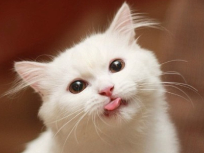 配圖片的扣扣說說：對(duì)你最好的那個(gè)人，往往是最好欺負(fù)的人