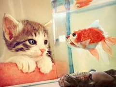 詩(shī)意的說(shuō)說(shuō)圖片大全：世間繁華如畫(huà)，你是我畫(huà)中尋找的他