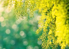 古風(fēng)說(shuō)說(shuō)帶圖片：死生契闊，與子成說(shuō)，執(zhí)子之手，與子偕老