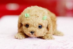 流行的說說帶圖片：那誰，我到底欠你什么，連夢(mèng)里你都要讓我難過