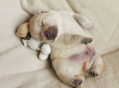 搞笑說說帶圖片：參加了一放鴿子大賽，結(jié)果比賽時就我一個人去了