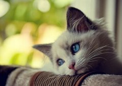 朋友圈搞笑說說配圖：老師，你看上哪個家長就直說，別老開家長會