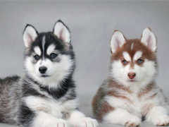 一瞬間戳中你笑點(diǎn)的搞笑說(shuō)說(shuō)帶圖片