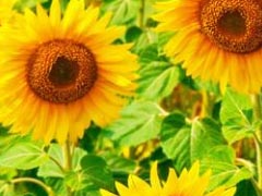 七月早安正能量勵(lì)志哲理說(shuō)說(shuō)帶圖 早安！七月！