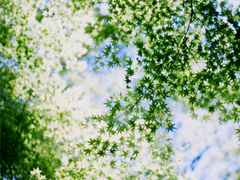 心好累的傷感說說非主流帶圖片 喜歡一個人卻得不到的悲傷說說