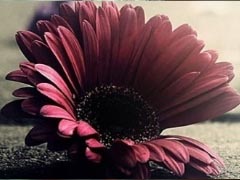 在夢里也會潸然淚下的說說帶圖 如果時光倒流峩捫能抓得住什么