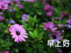 2018早安語(yǔ)錄正能量語(yǔ)句每天一句 微信早安語(yǔ)錄正能量滿滿