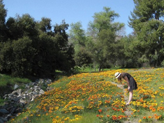 安妮寶貝作品集經(jīng)典語錄摘抄 美文優(yōu)美唯美的語錄大全安妮寶貝