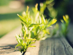 三毛經(jīng)典語錄愛情語錄大全集錦 50條三毛語錄關(guān)于愛情精選