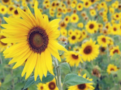 睡前說一句的微信晚安勵志句子 簡單正能量的晚安句子合集