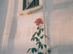 很有詩(shī)意的英文哲理句子 一句話(huà)但是很有意思的內(nèi)涵句子