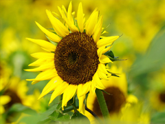 超走心的治愈系唯美句子 送給感情中需要療傷的人