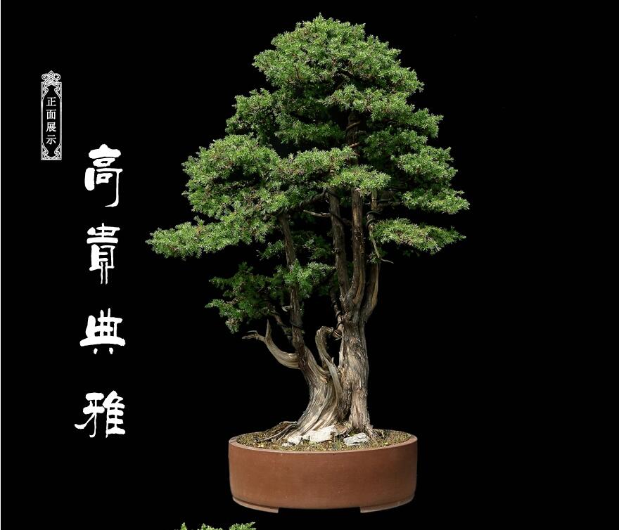 刺柏盆景:雙峰秀錦