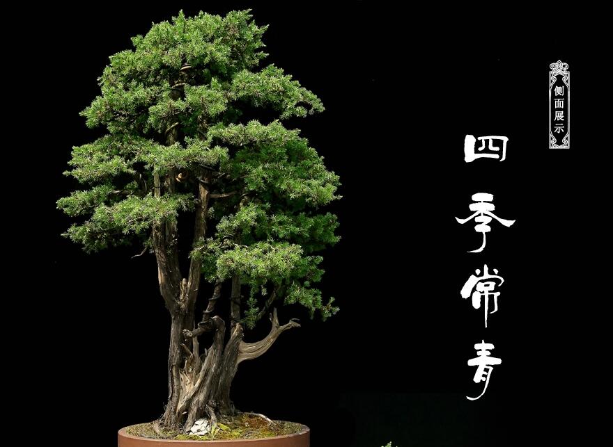 刺柏盆景:雙峰秀錦