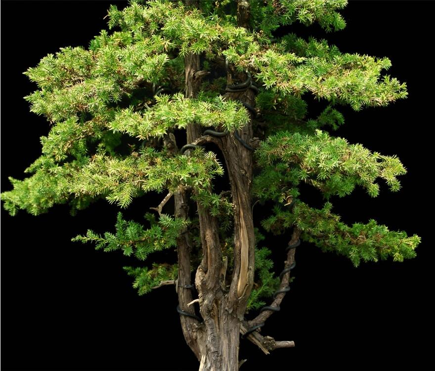 刺柏盆景:雙峰秀錦