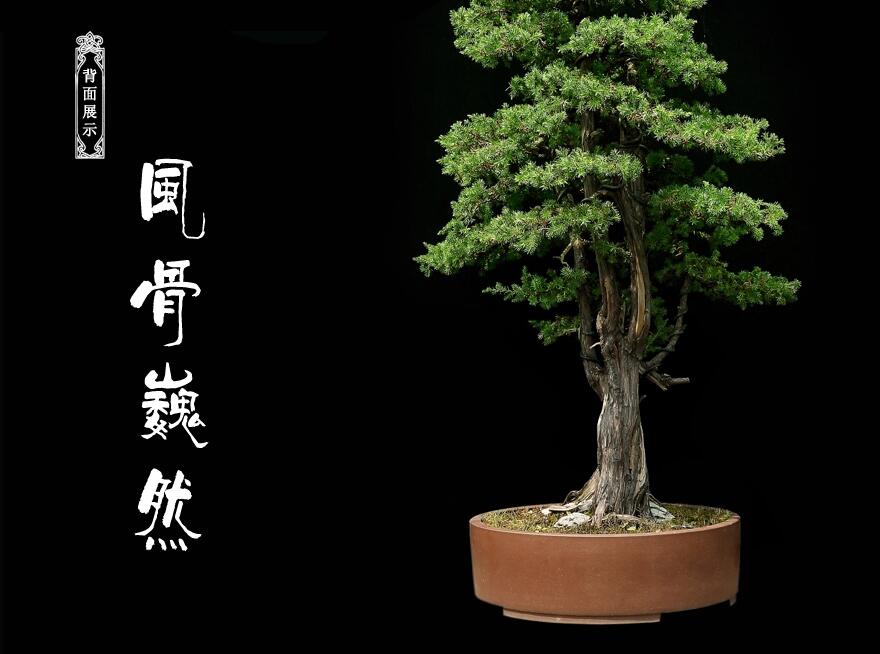 刺柏盆景:雙峰秀錦