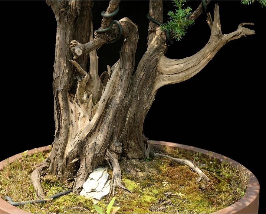 刺柏盆景:雙峰秀錦