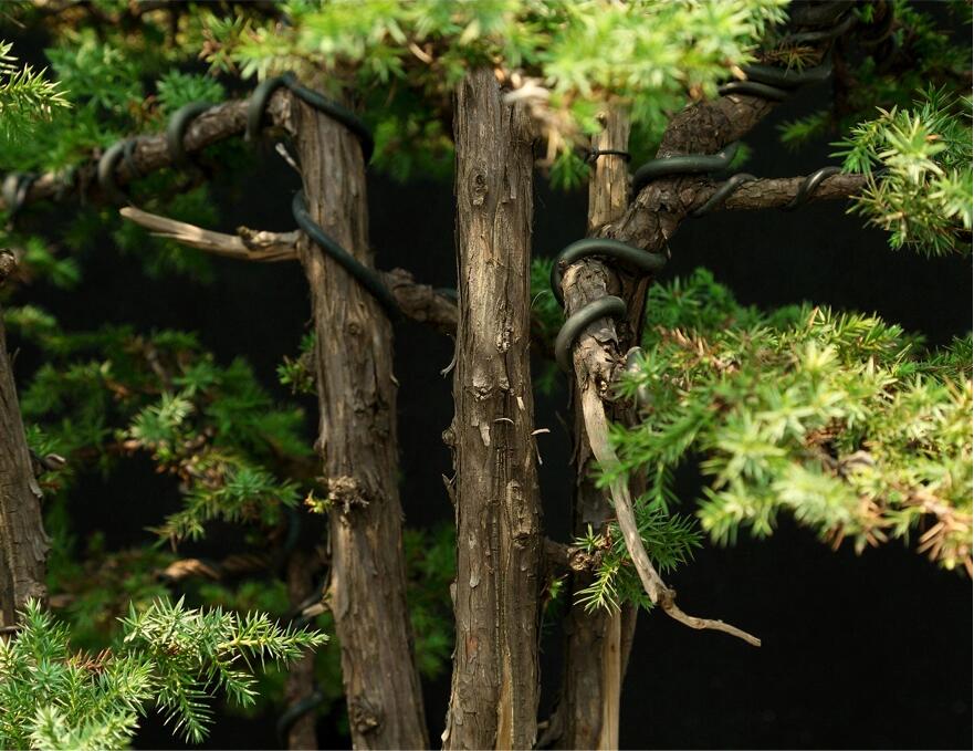 刺柏盆景:雙峰秀錦