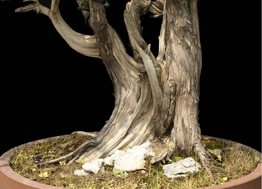 刺柏盆景:雙峰秀錦