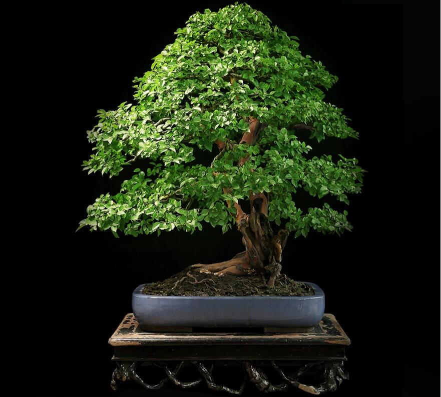 雀梅盆景:情同手足