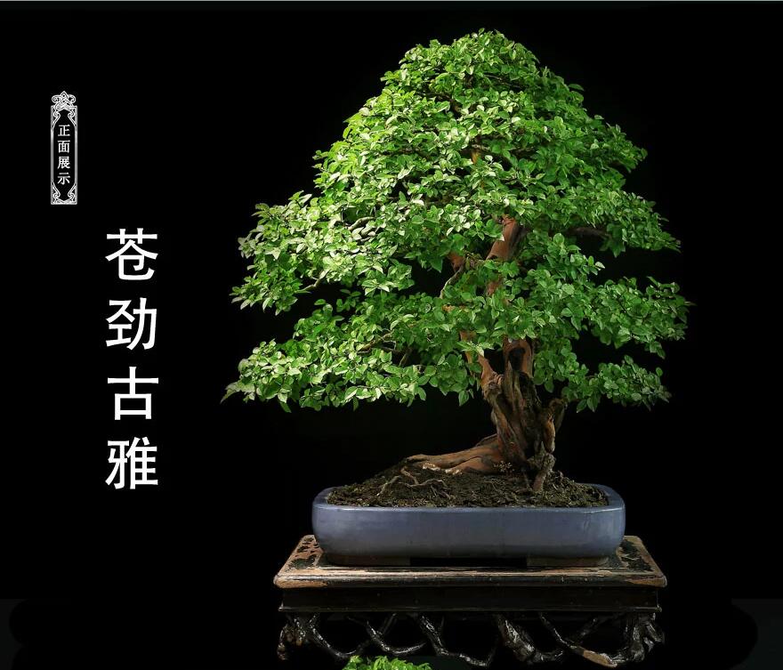 雀梅盆景:情同手足