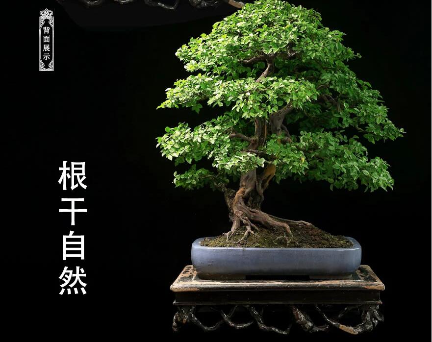 雀梅盆景:情同手足