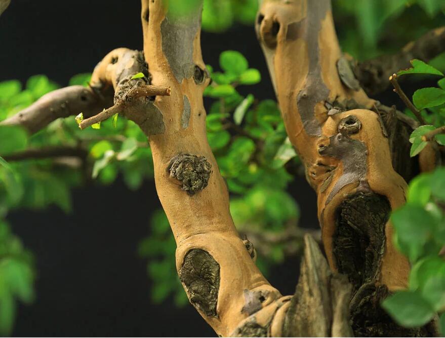 雀梅盆景:情同手足