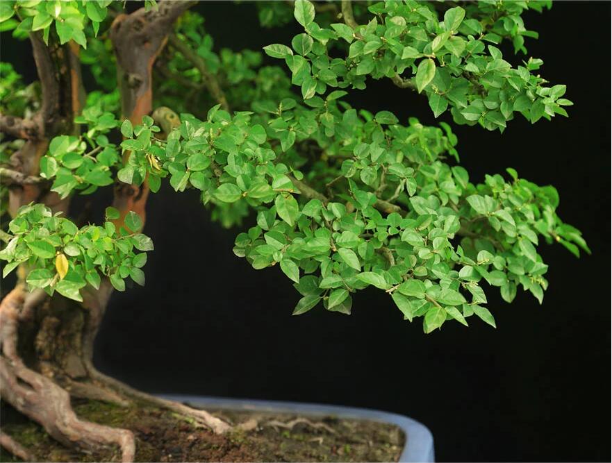 雀梅盆景:情同手足