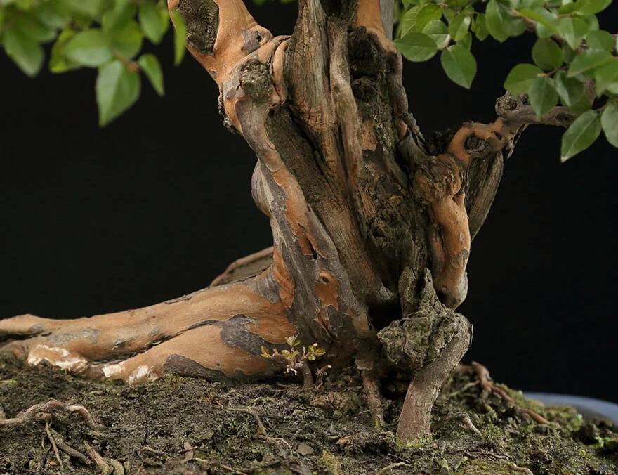雀梅盆景:情同手足