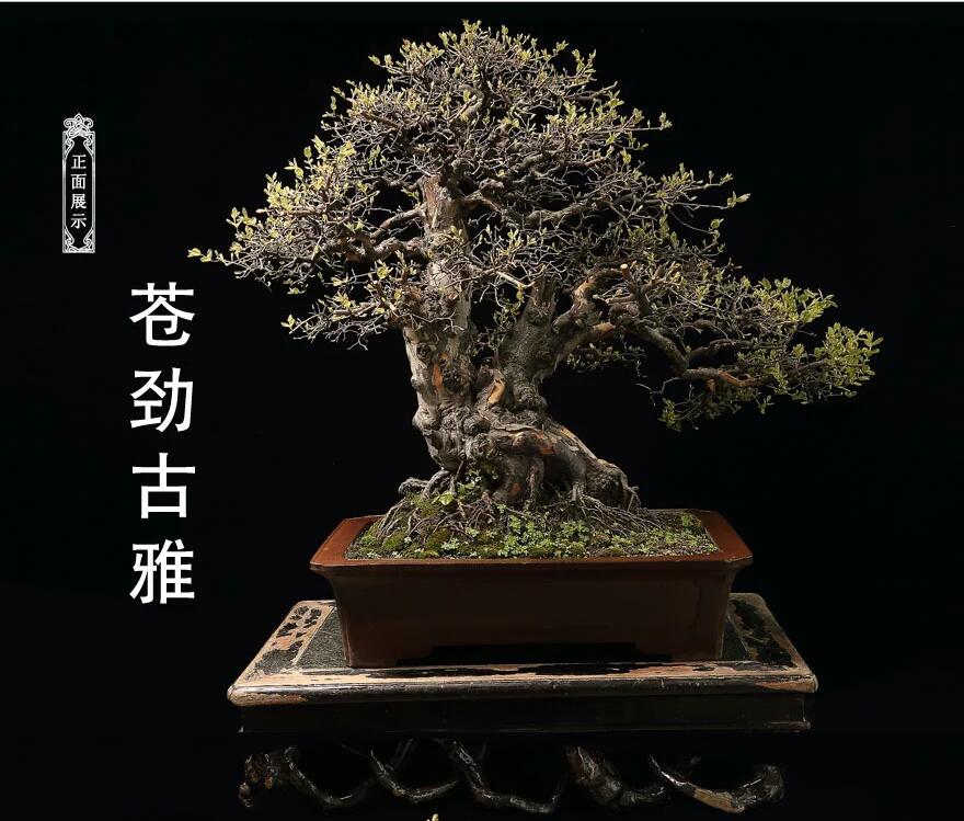 雀梅盆景作品:幽谷云霧